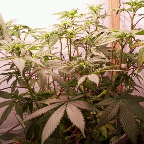 Sublimator #1 growlog timeline photo