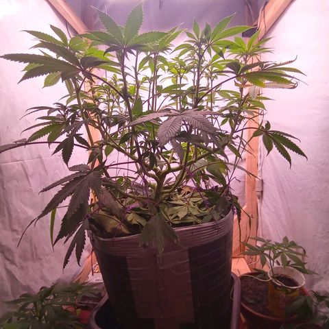 Sublimator #1 growlog timeline photo