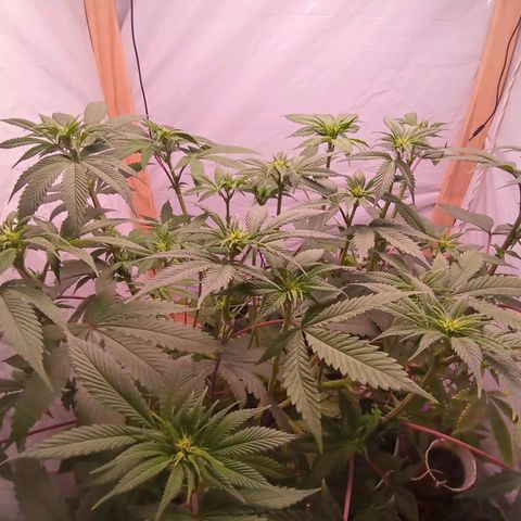 Sublimator #1 growlog timeline photo