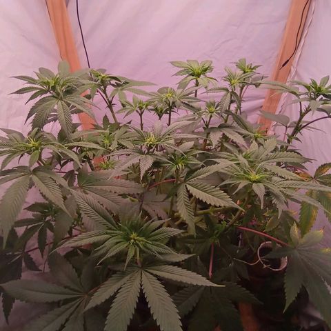 Sublimator #1 growlog timeline photo
