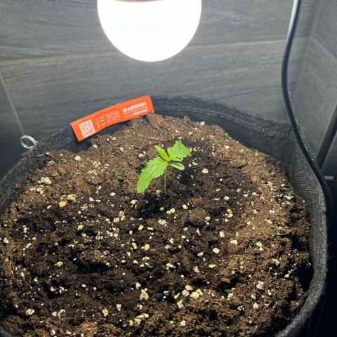 Royal Cookies auto growlog timeline photo