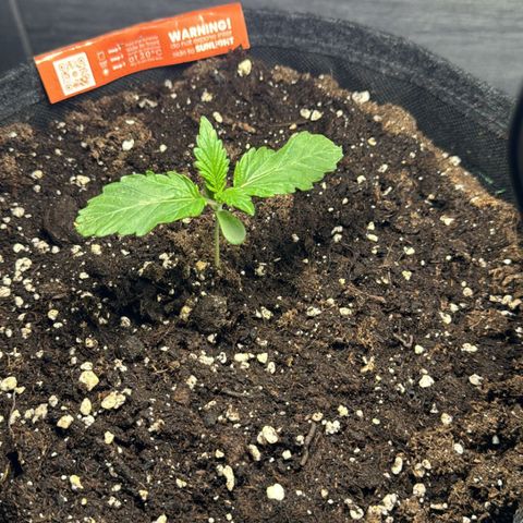 Royal Cookies auto growlog timeline photo