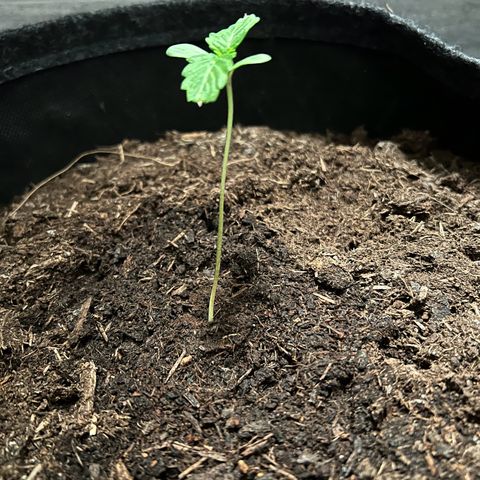 Royal Cookies auto growlog timeline photo