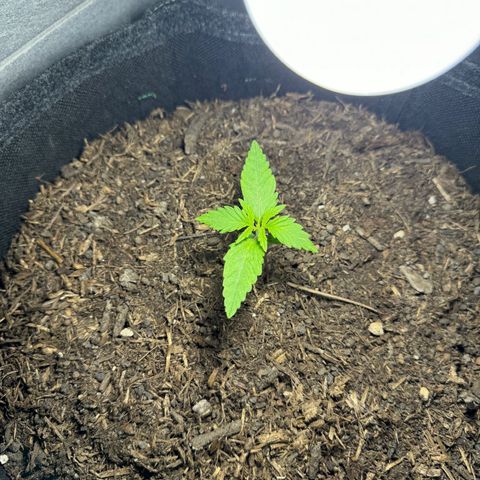 Royal critical growlog timeline photo