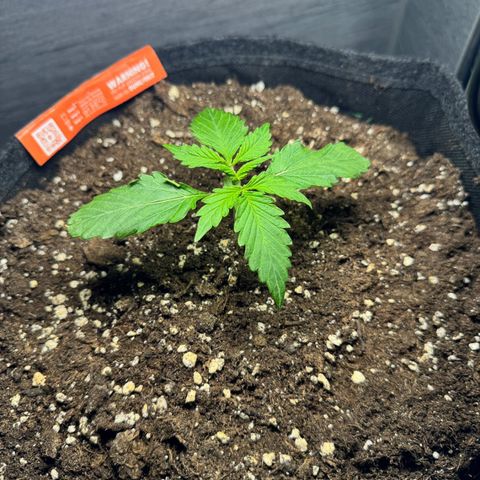 Royal Cookies auto growlog timeline photo