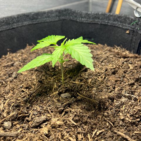 Royal critical growlog timeline photo