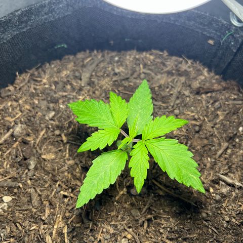 Royal critical growlog timeline photo