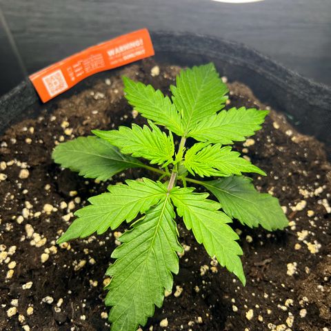 Royal Cookies auto growlog timeline photo