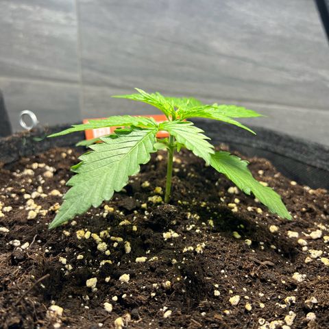 Royal Cookies auto growlog timeline photo