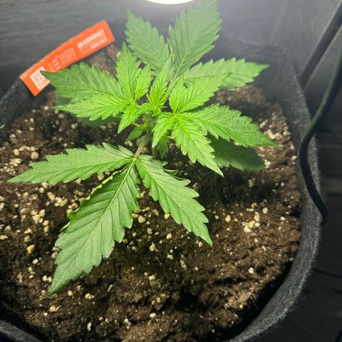 Royal Cookies auto growlog timeline photo
