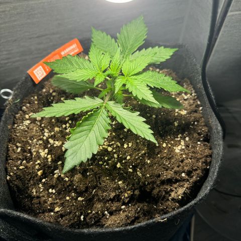 Royal Cookies auto growlog timeline photo