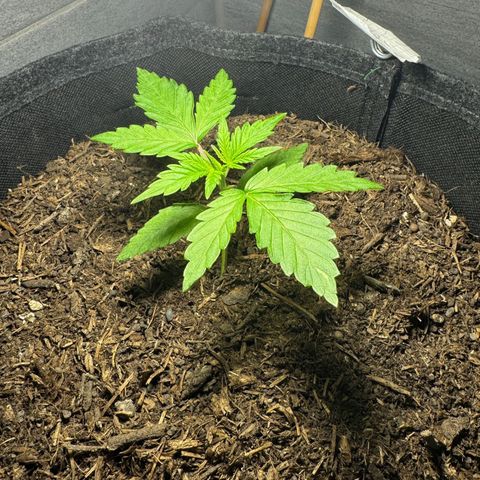 Royal critical growlog timeline photo