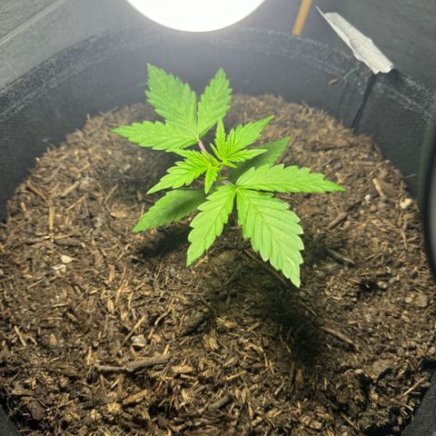 Royal critical growlog timeline photo