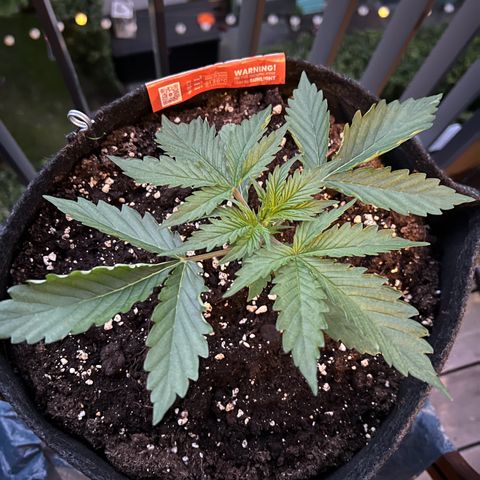 Royal Cookies auto growlog timeline photo