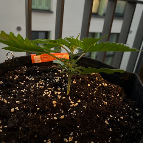 Royal Cookies auto growlog timeline photo