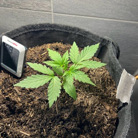 Royal critical growlog timeline photo
