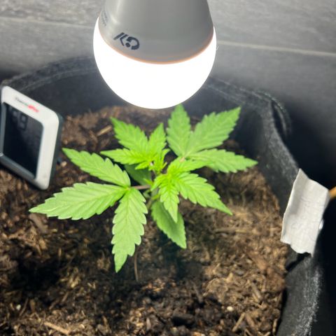 Royal critical growlog timeline photo