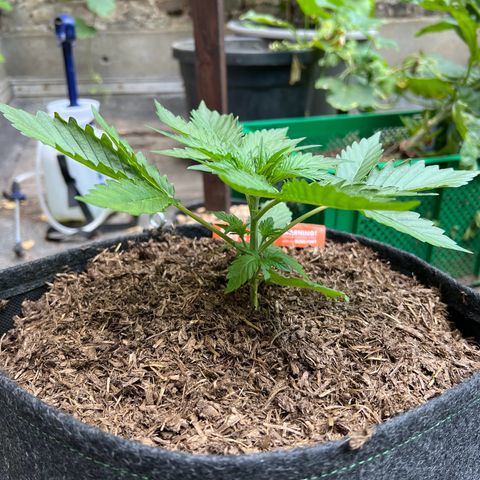 Royal Cookies auto growlog timeline photo