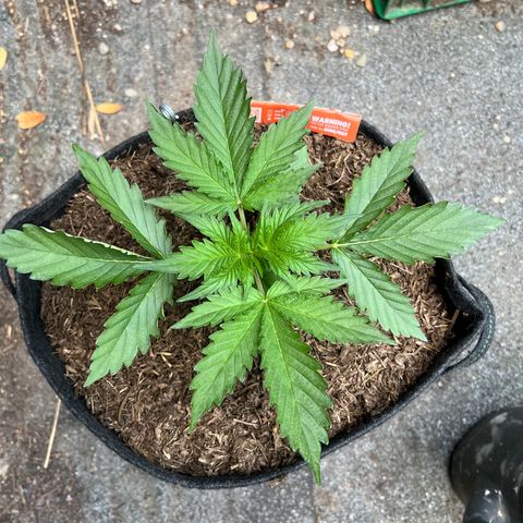 Royal Cookies auto growlog timeline photo