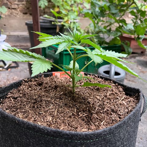 Royal Cookies auto growlog timeline photo