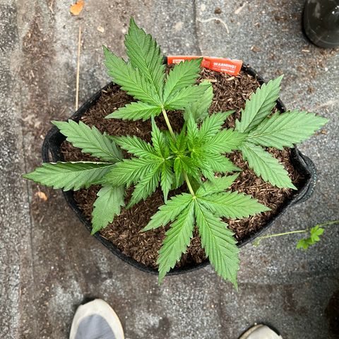 Royal Cookies auto growlog timeline photo