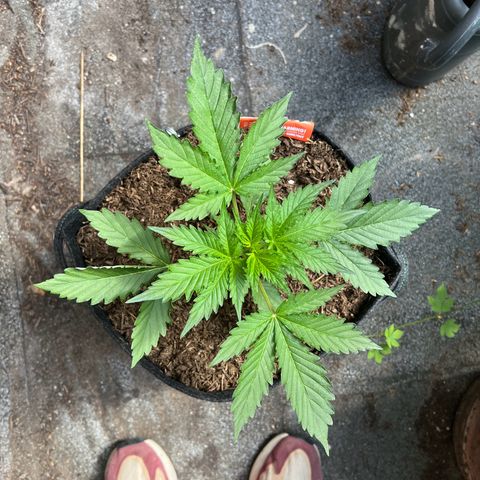 Royal Cookies auto growlog timeline photo