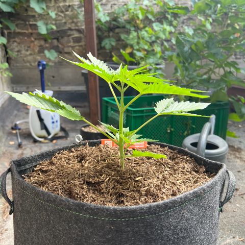 Royal Cookies auto growlog timeline photo