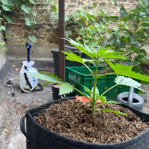 Royal Cookies auto growlog timeline photo