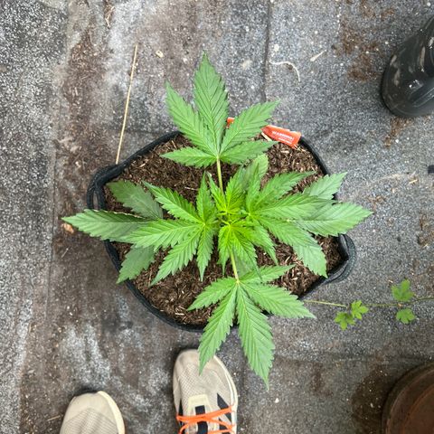 Royal Cookies auto growlog timeline photo