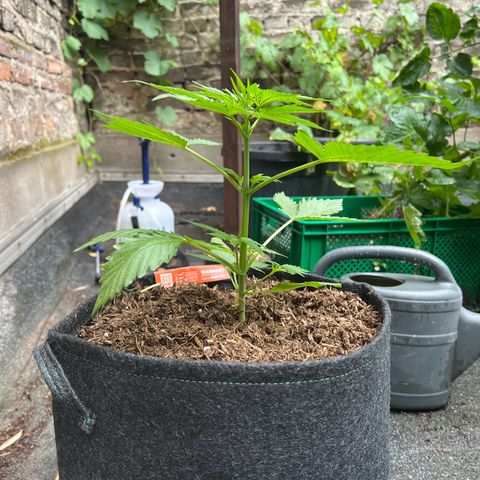 Royal Cookies auto growlog timeline photo