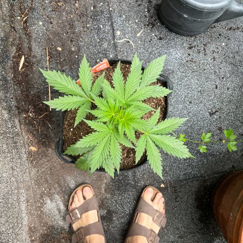 Royal Cookies auto growlog timeline photo