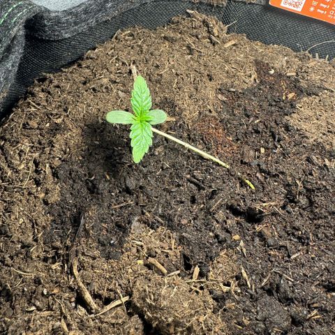 Mimosa  growlog timeline photo