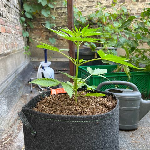 Royal Cookies auto growlog timeline photo