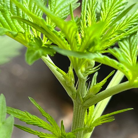 Royal Cookies auto growlog timeline photo