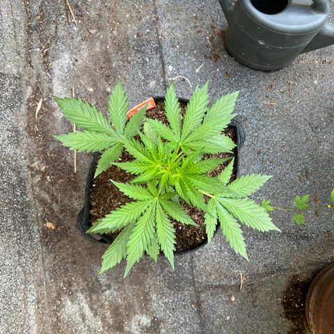 Royal Cookies auto growlog timeline photo