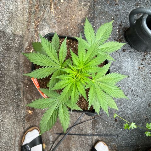 Royal Cookies auto growlog timeline photo