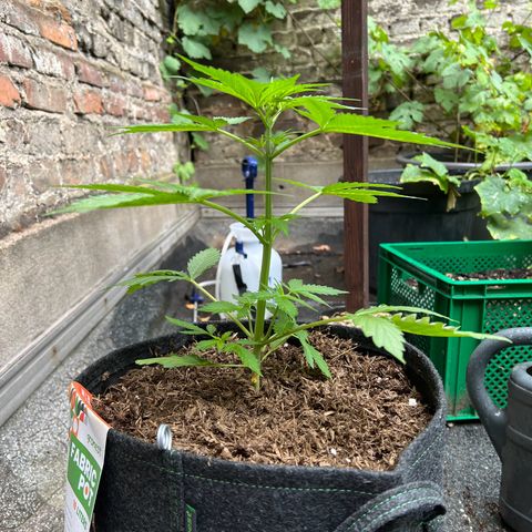 Royal Cookies auto growlog timeline photo