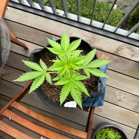 Royal critical growlog timeline photo