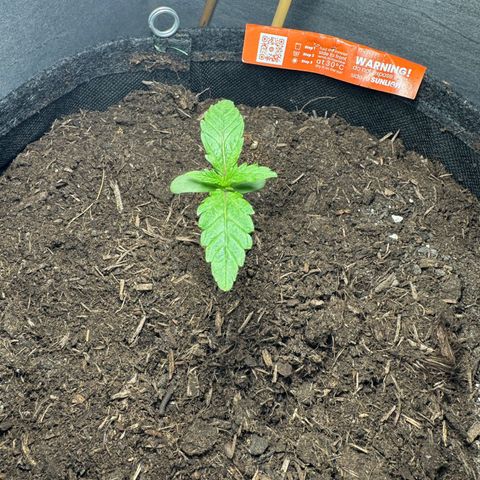 Mimosa  growlog timeline photo