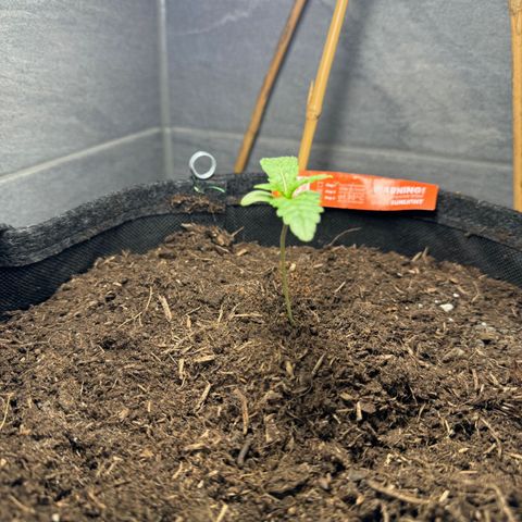 Mimosa  growlog timeline photo