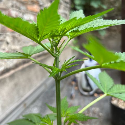 Royal Cookies auto growlog timeline photo