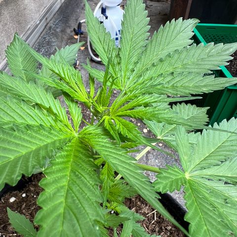 Royal Cookies auto growlog timeline photo