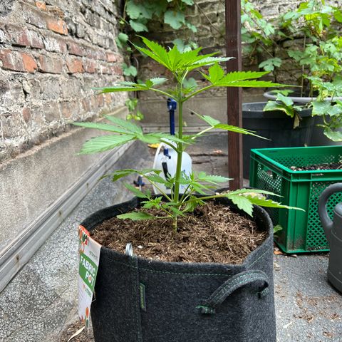 Royal Cookies auto growlog timeline photo