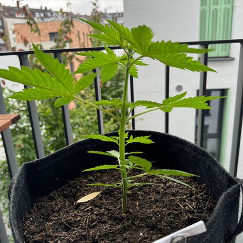 Royal Cookies auto growlog timeline photo