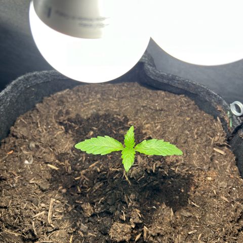 Mimosa  growlog timeline photo