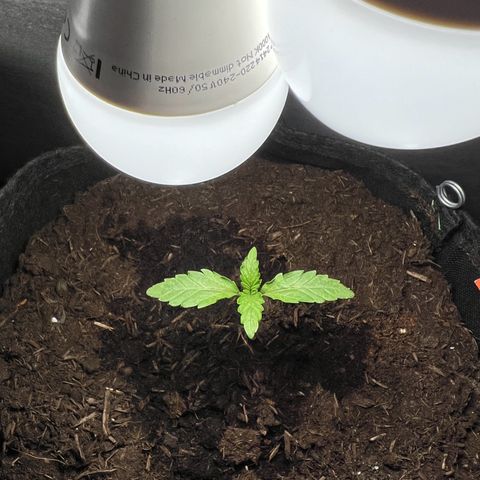 Mimosa  growlog timeline photo