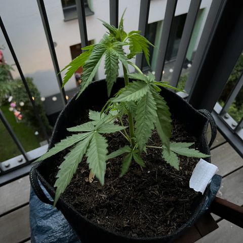 Royal critical growlog timeline photo