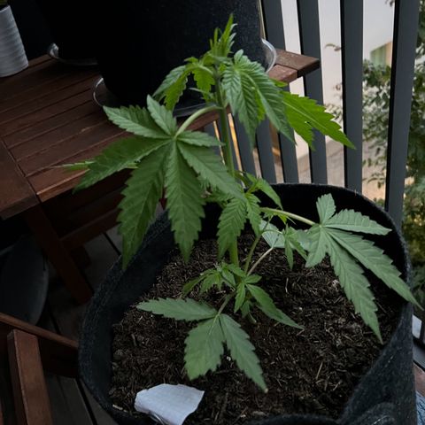 Royal critical growlog timeline photo