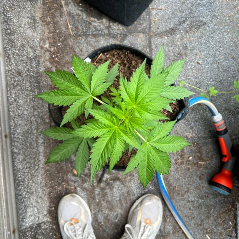 Royal critical growlog timeline photo