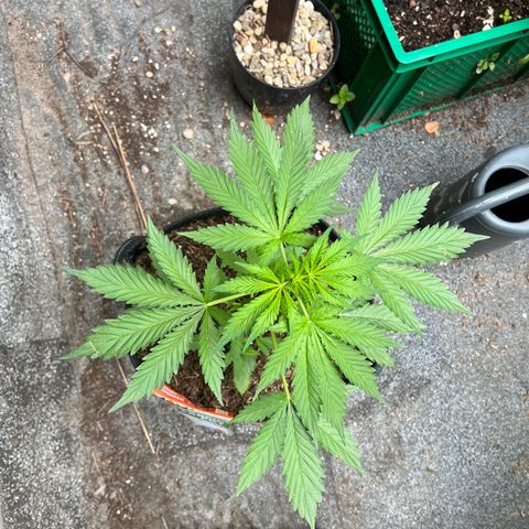 Royal Cookies auto growlog timeline photo